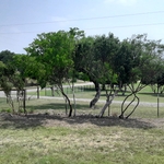 Fence Line