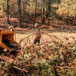 Tree Removal