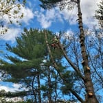 Five pines