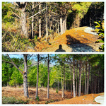 Landscape Solutions