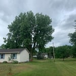 Tree Care