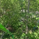 Tree Care