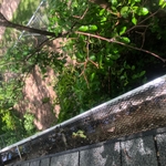 gutter guard dirty before