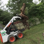 Tree Removal