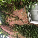 Invasive weeds