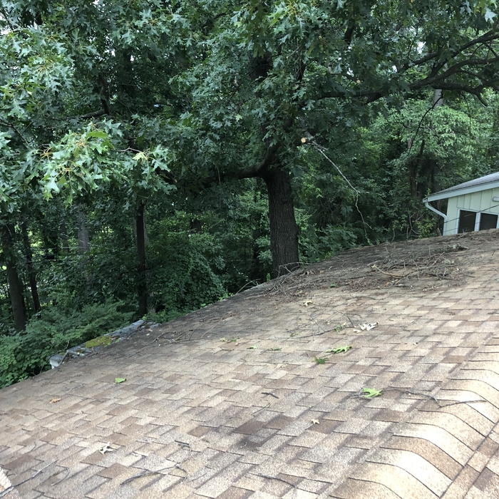 Freeing the roof from the encroaching tree!