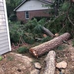 After tree was removed