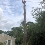 The Best Tree Climber
