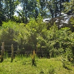 Before land clearing