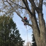 Tree Removal