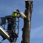 Tree Removal