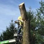 Tree Removal