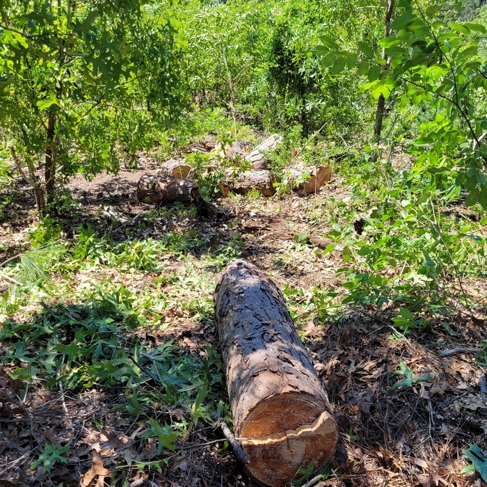 Tree Removal