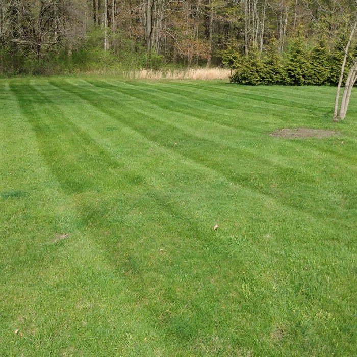 Nice lines