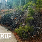 Before Slash & Stump Removal
