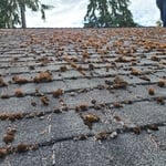 Roof Clean