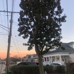 Tree Trimming