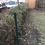 Shrub Trimming