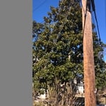 Tree Trimming