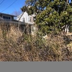 Tree/Shrub Trimming