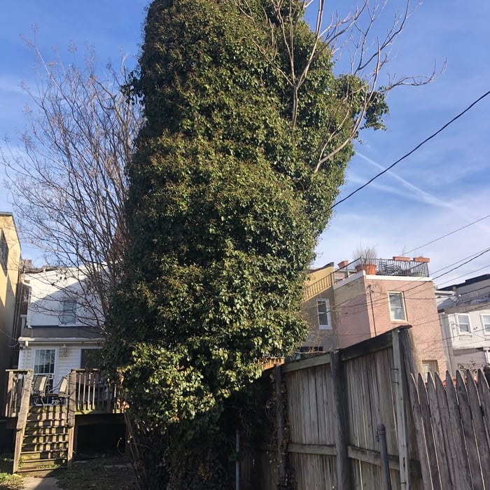 Tree Trimming