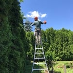 Reducing the height of an arborvitae hedge