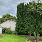 Overgrown Arborvitae Hedge