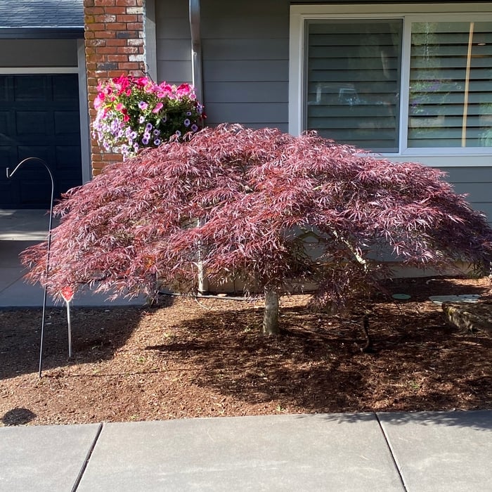Beautifully Trimmed Japanese Laceleaf Maple