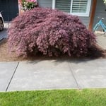 In Need of Trimming