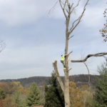 Large Dead Ash 2
