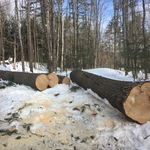 getting a nice pile of logs