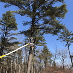 Getting ready to limb and top