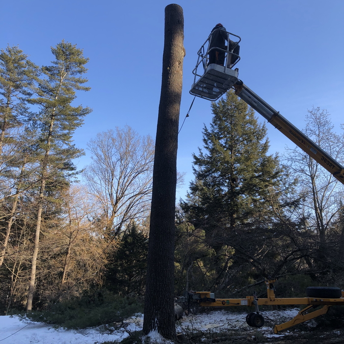 After topping the remaining trunk