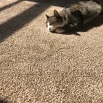 Pets love clean carpets