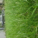 Lawn Mowing