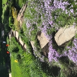 organic pathway through the garden