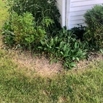 before weeding, edging and mulching