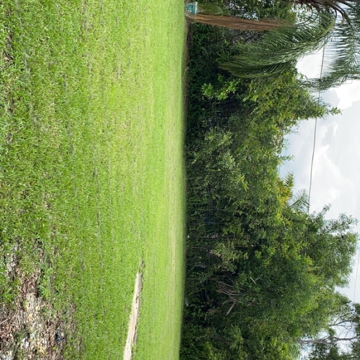 Customers lawn after