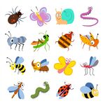 Some insects