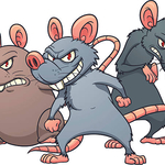 Rats