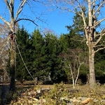 4 Oak trees