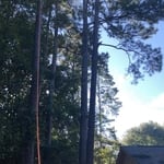 Giant Pines!