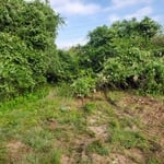 Land Clearing Before