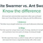 Insect Information