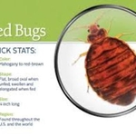 Insect Information