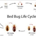 Insect Information