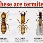 Insect Information