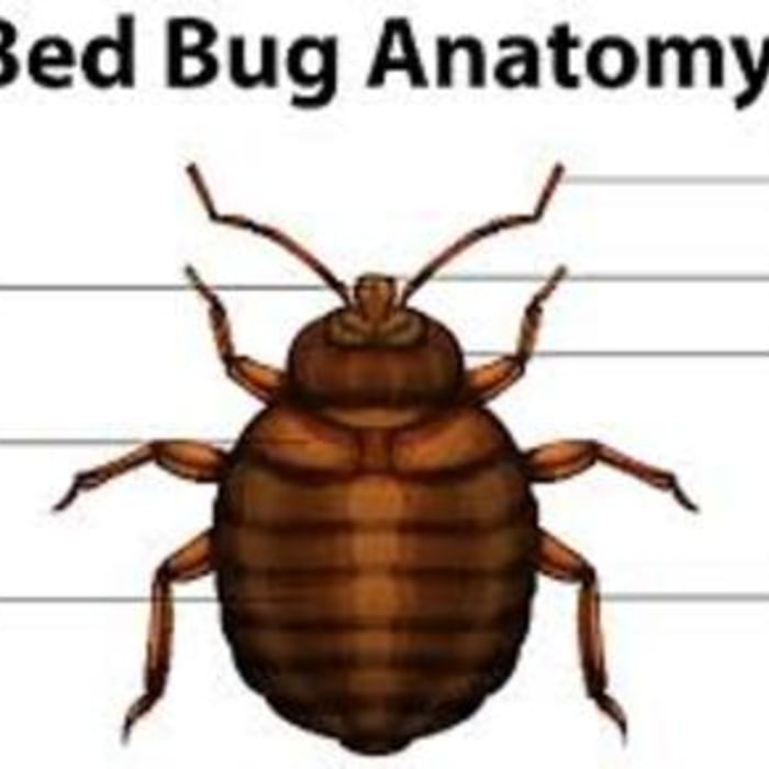 Insect Information