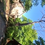 Dead Oak