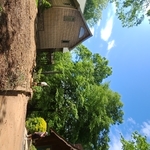 Large Dead Oak Removal